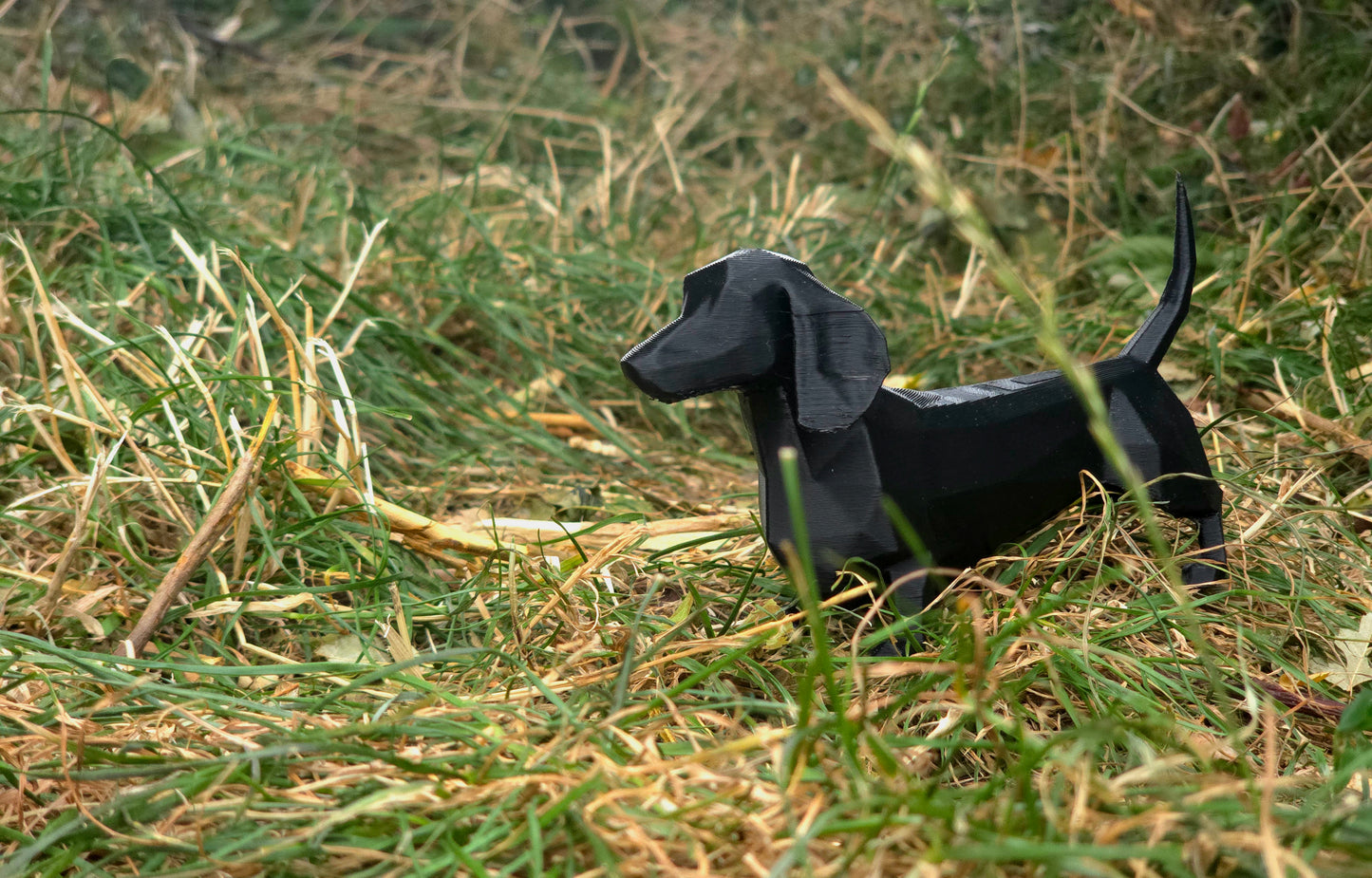 Daschund (Sausage Dog)