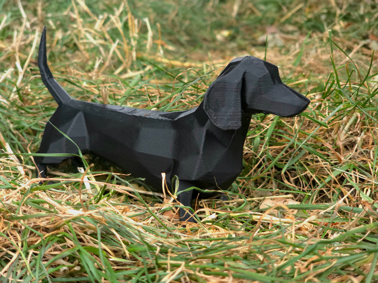 Daschund (Sausage Dog)
