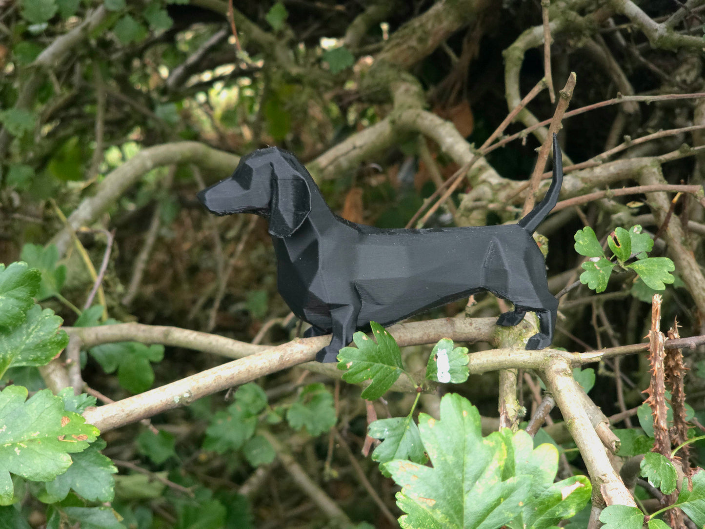 Daschund (Sausage Dog)